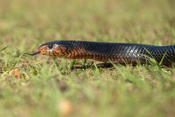 An endangered Eastern Indigo Snake, native to Florida, crawling through grass