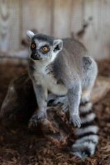 ring tailed lemur