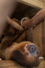 two toed sloth climbing on branch