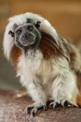 Cottontop Tamarin monkey standing on a branch