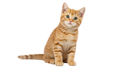 A young, cute orange tabby kitten with soft orange and cream striped fur, sitting upright, head tilted, vivid green eyes wide with curiosity, looking into camera on a clean white studio background