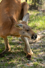 red kangaroo