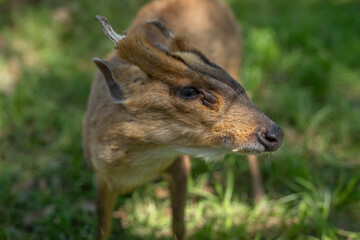 muntjac deer with small antlers standing in grass