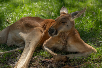 red kangaroo