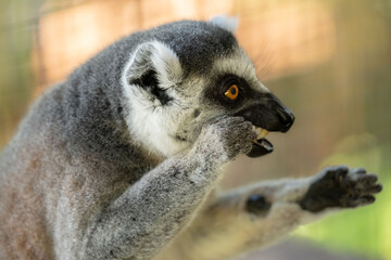 ring tailed lemur