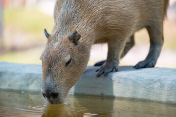 capybara drinking water from a pool