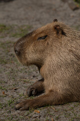 capybara sitting in the sun