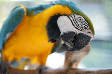 curious blue and gold macaw