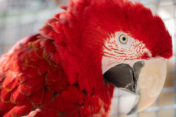 Green Winged Macaw
