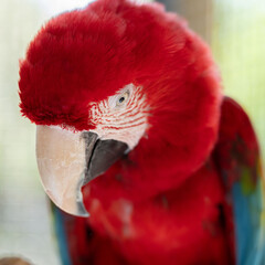 Green Winged Macaw