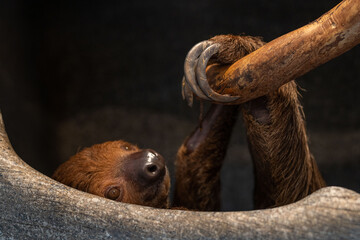two toed sloth with toes showing
