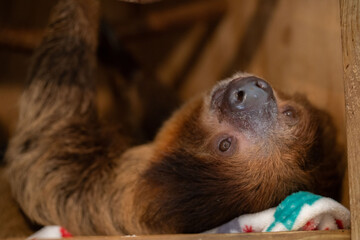 two toed sloth sleeping on blanket