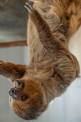 two toed sloth climbing on branch