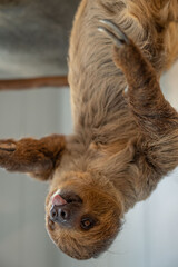 two toed sloth climbing on branch