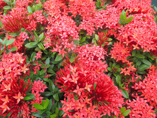 Beautiful red asoka flower at summer times in garden