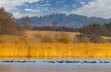 Great cormorants swimming in Razice lake with yellow reeds and forest in background, Czechia
