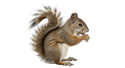 Fotobehang Eekhoorn Isolated Squirrel  © Claudia