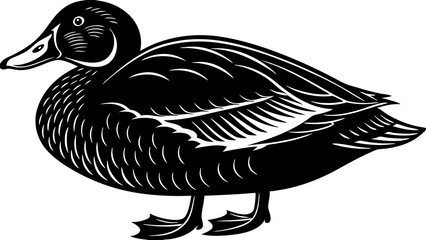 Illustration of a black duck with detailed feathers and webbed feet standing on a white background