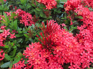 Beautiful red asoka flower at summer times in garden