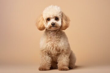 Small, fluffy toy poodle sitting patiently on a beige backdrop in a professional studio setting