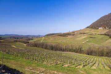 Scenic Vineyard Landscape in Chateau Chalon, France