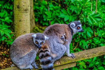 ring tailed lemur
