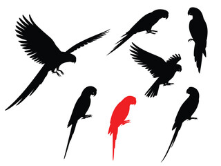 Vector silhouettes of Amazon jungle parrots isolated on white background