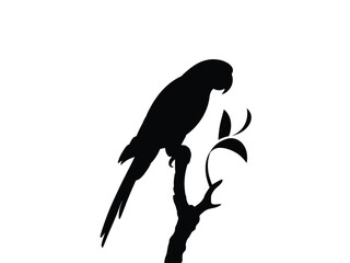 silhouette of black parrot resting on branch, macaw isolated on a white background