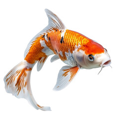 A vibrant orange and white Koi fish swims against a black background showing its scales and fins