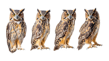 Pack Collection Four Longeared Owls Wildlife Photography Bird Pictures Avian Images set against transparent background