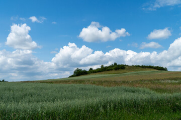 łąki polskie, kwiaty polskie, niziny i wyżyny krakowskie