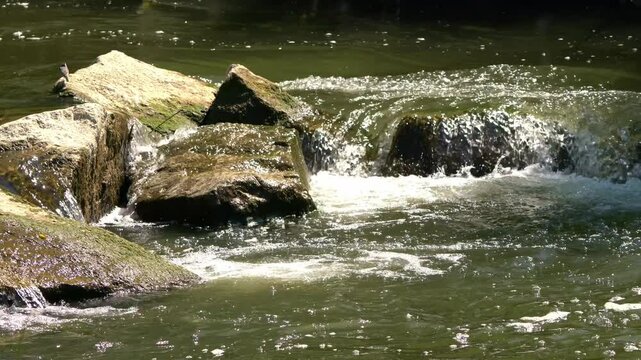 River rapids closeup, water flows over the rapid stones in the sunlight. A bird (wagtail) is sitting on a boulder. 