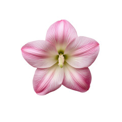 Close up of a delicate pink hollyhock flower with prominent veins and a light green center isolated on transparent background