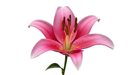 Fototapeta premium Isolated Pink Lily