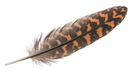 Brown and orange feather with intricate patterns on white background  
