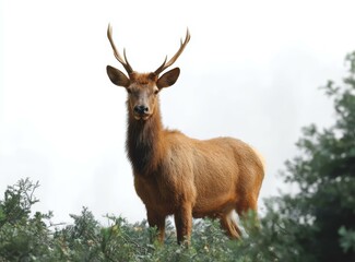 Fototapeta premium Elk in the Woods Stunning Wildlife Photography
