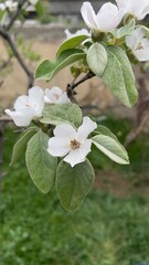 Close-up of White Flower Blossoming on a Branch in Spring