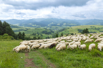 Flock of sheep grazing on a green meadow in Slovakia with Lesnica Valley in the background