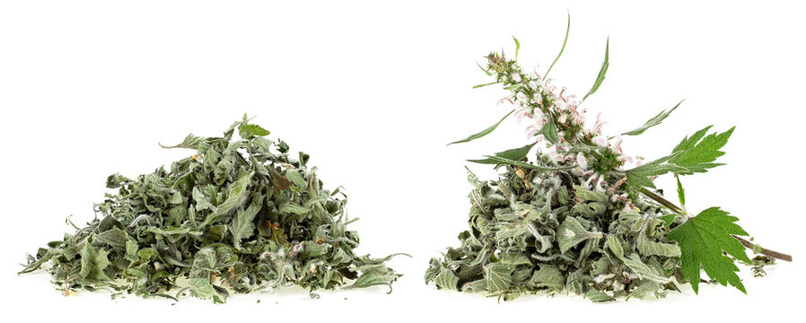 Set of medical plant - pile of dried motherwort plant and fresh branch of motherwort isolated on a white background. Leonurus Cardiaca.