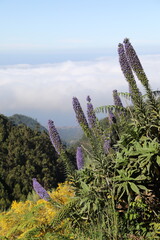 Echium candicans - Vipérine de Madère