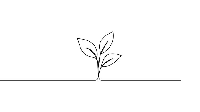 leaves continuous one line drawing on black green white background. plant branch Self drawing animation. planting tree single line art hand drawn animated 4k video