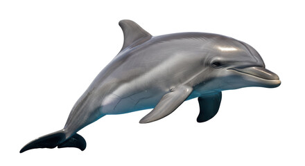 Isolated Dolphin