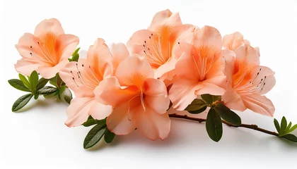 Fototapete Rund a branch of peach azalea flowers isolated white background © Crystal