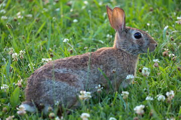 rabbit in the grass