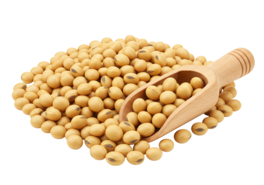 Raw, light beige dried soybeans with dark hilums and matte texture, some spilling from a light brown wooden scoop showing natural grain, on a transparent, clean studio background with diffused