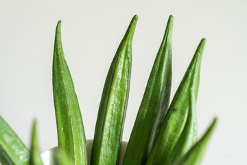 Part of okra. Fresh seasonal ingredient. Food photography on a plate on white background.