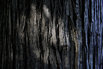 Sunlight filtering through deep vertical ridges of rough tree bark