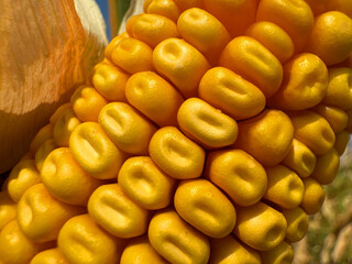 Сorn kernels on the cob .