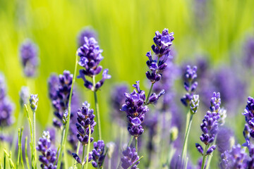 Wunderschön lila Lavendel
