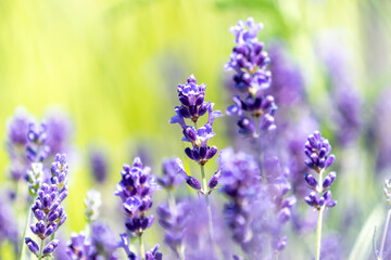 Wunderschön lila Lavendel